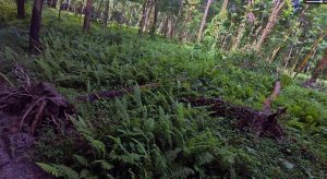 हावाहुरीले रबर खेतीमा क्षति, उत्पादन घटेपछि किसान चिन्तित